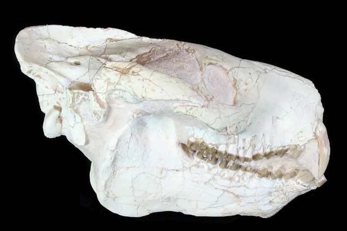 Oreodont (Eporeodon) Skull - South Dakota #77816